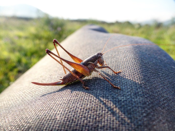 IMG_20180901_193056_822